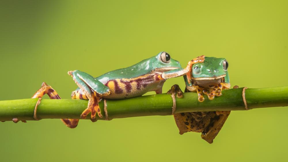 Frogs wallpaper
