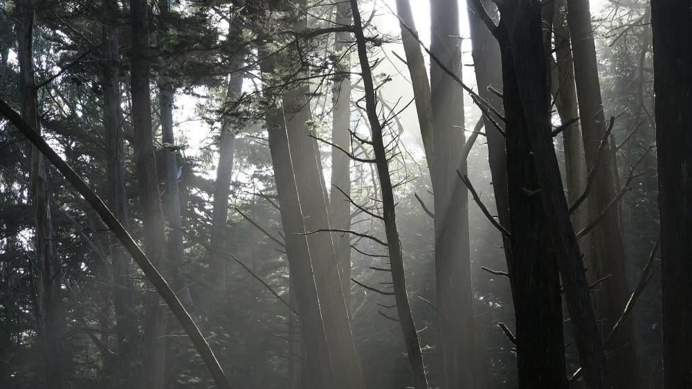 Sunbeams in the Fort Ross forest wallpaper