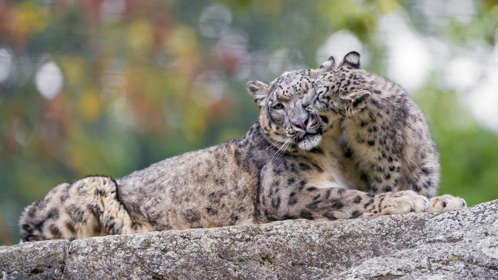 Snow Leopard mom with a cub wallpaper