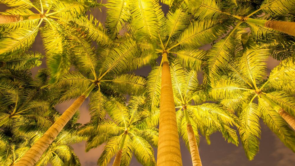 Low angle palm trees wallpaper