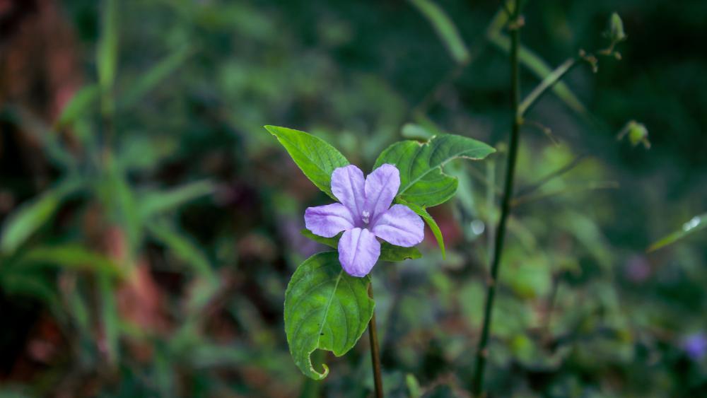 Wildflower from Sri Lanka wallpaper