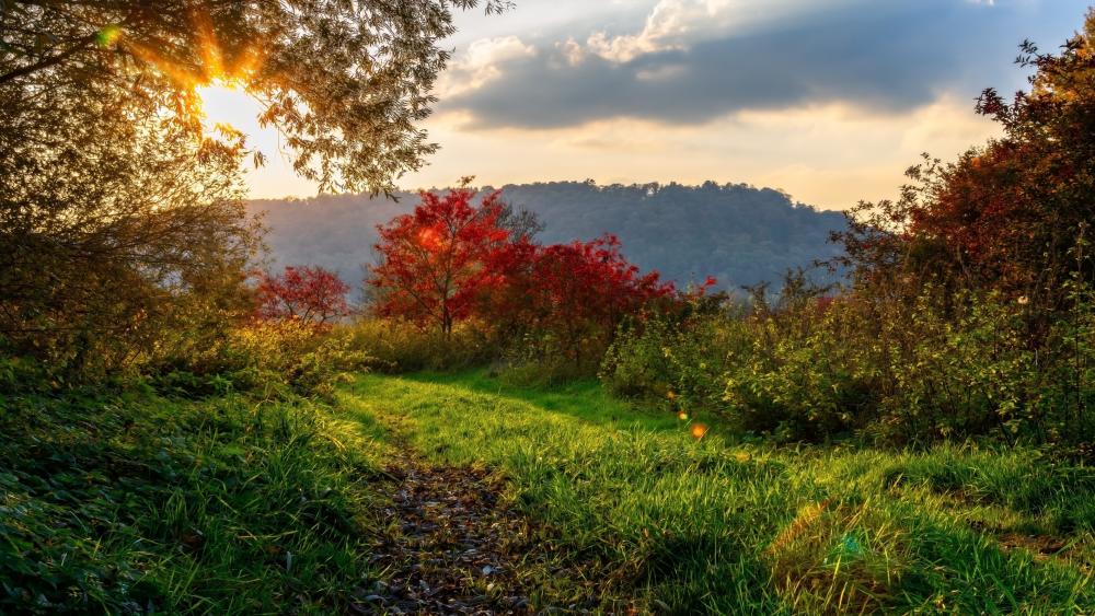 Autumn Pathway at Sunset wallpaper