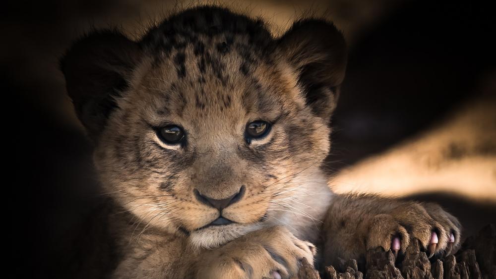 A cute lion baby (cub) wallpaper