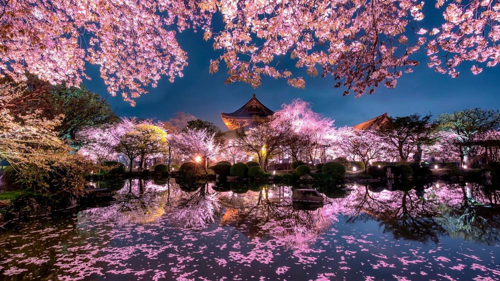Sakura blossom in Kyoto wallpaper
