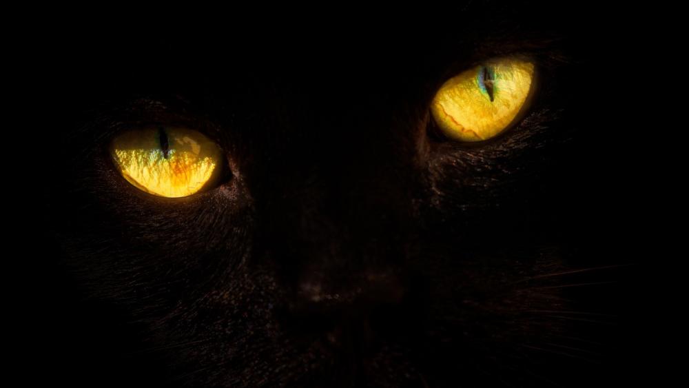 Black cat with yellow eyes wallpaper