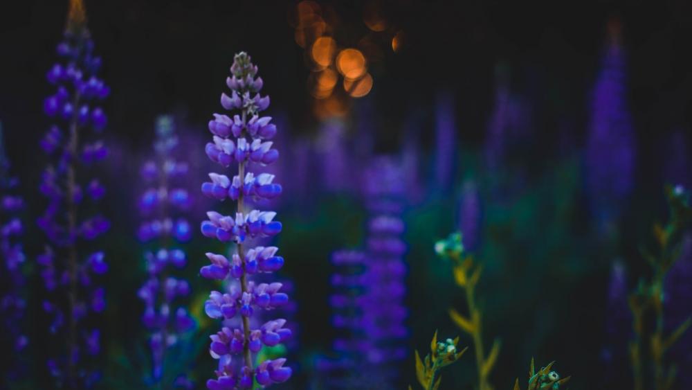 Blue Lupin flowers at dusk wallpaper