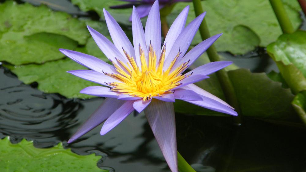 Water lily in the tropical house wallpaper