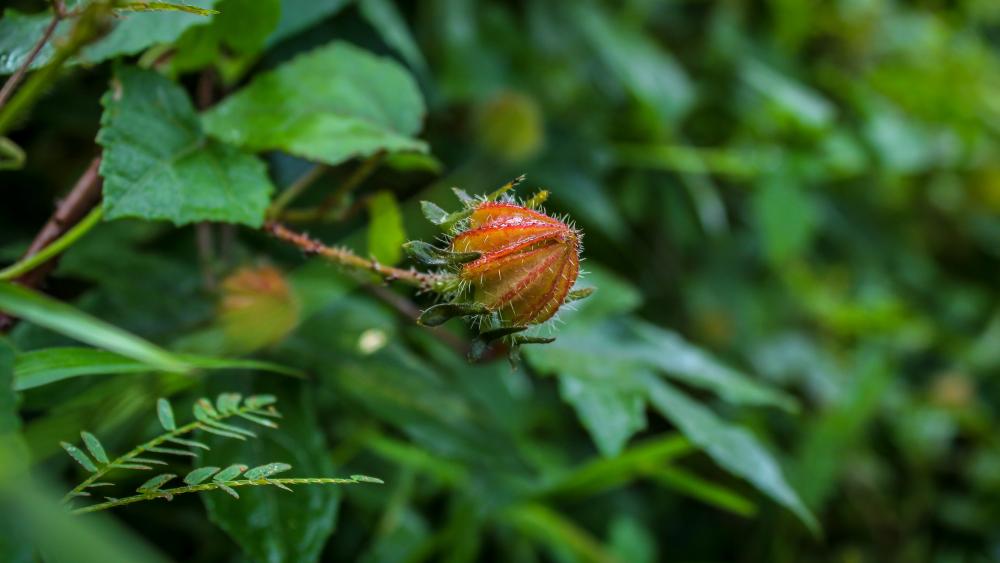 Wildflower bud - sri lanka wallpaper