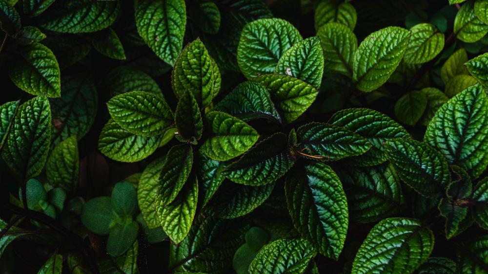 Vivid green leaves wallpaper