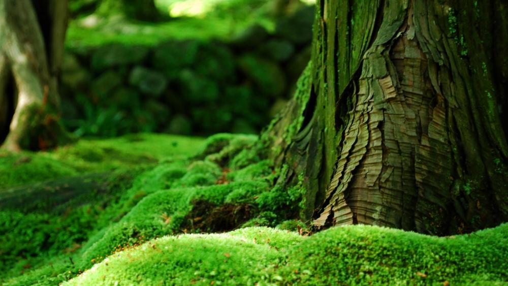 Mossy forest wallpaper