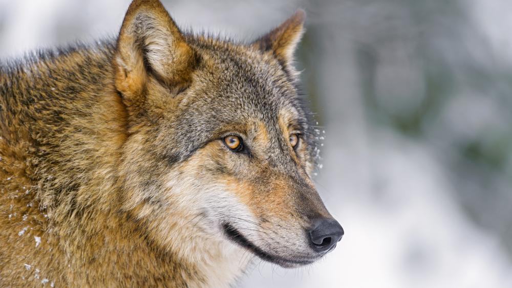 Wolf profile wallpaper