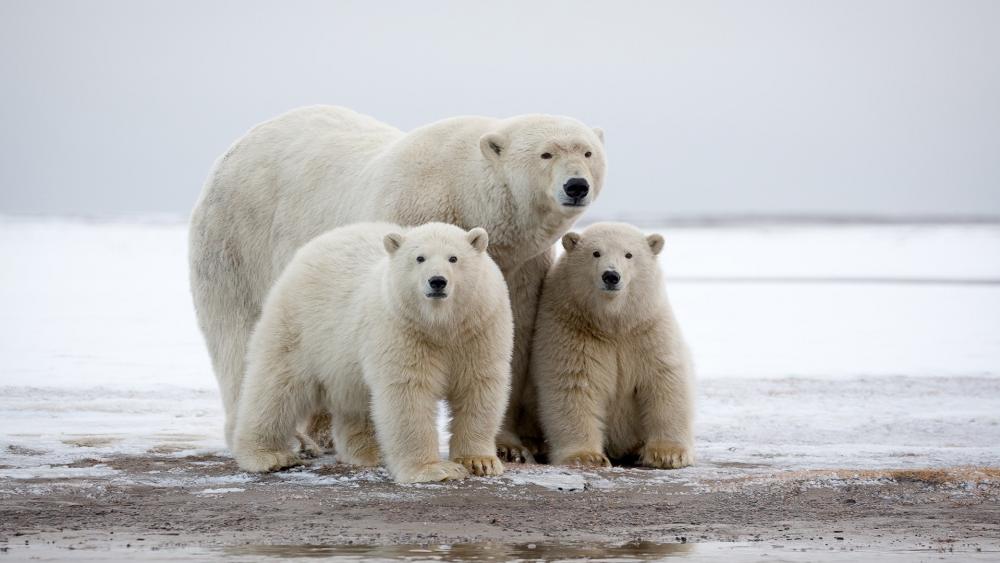 Polar Bear family wallpaper