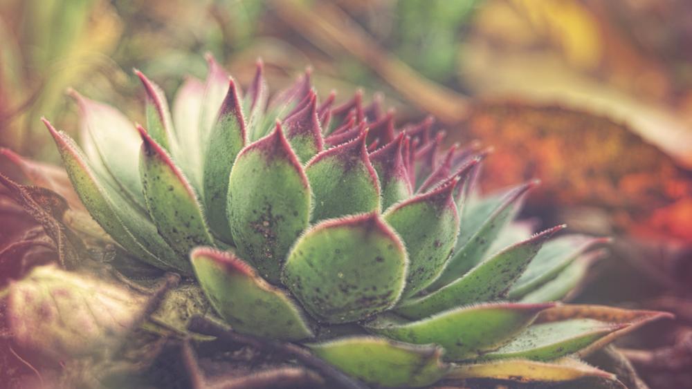 Hens and Chicks (Sempervivum) wallpaper