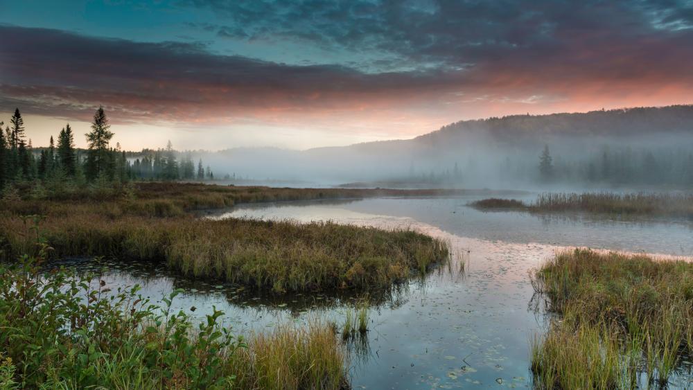 Misty freshwater marsh at dawn wallpaper