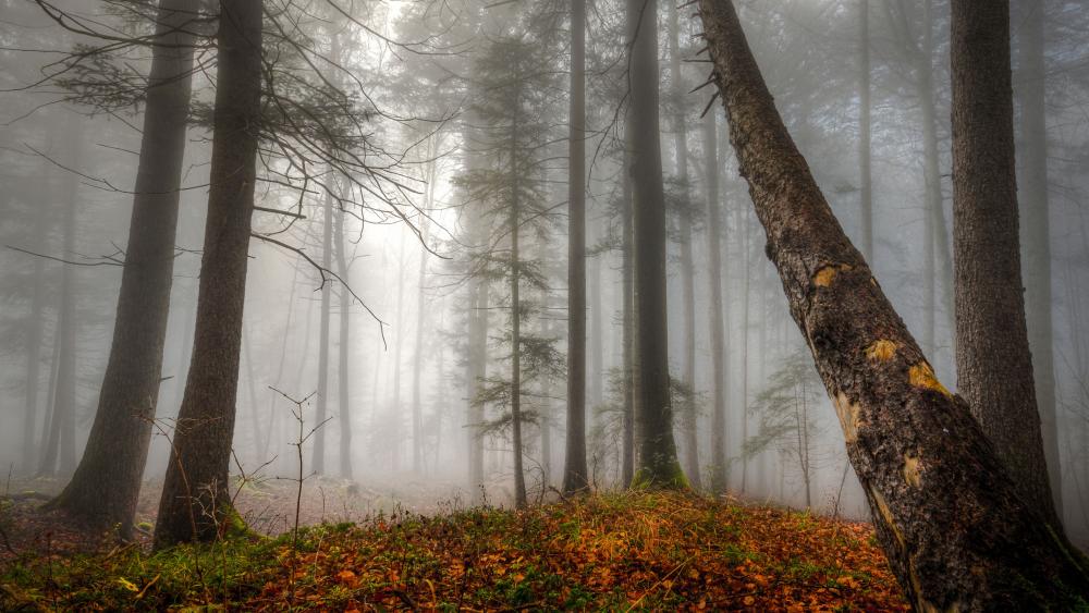 Foggy fall forest in Broddbo (Sweden) wallpaper