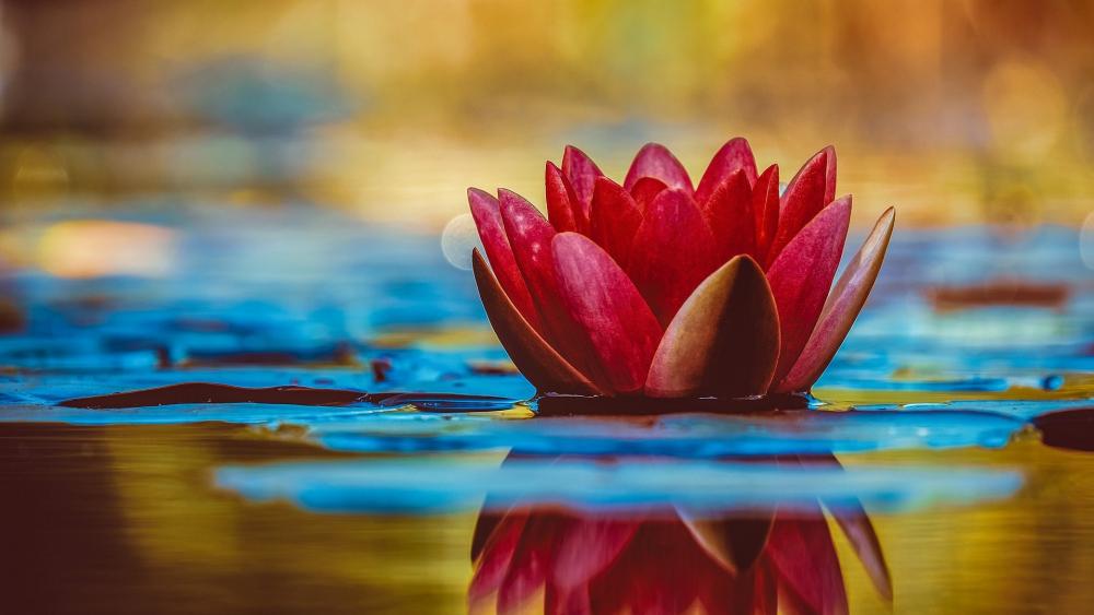 Red Water Lilly wallpaper