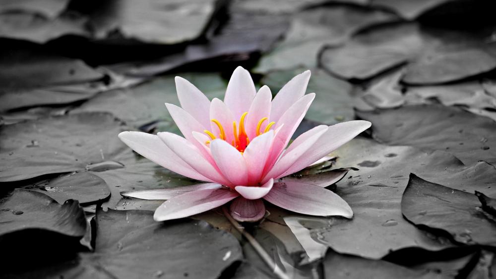 Pink water lilly on monochrome background wallpaper