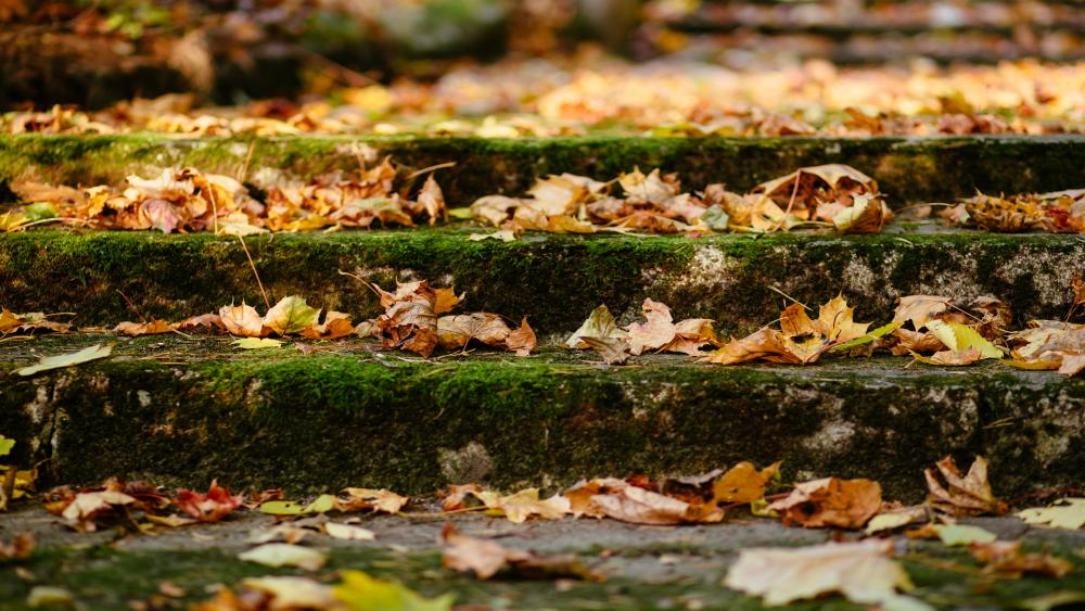 Autumn leaves on the steps wallpaper