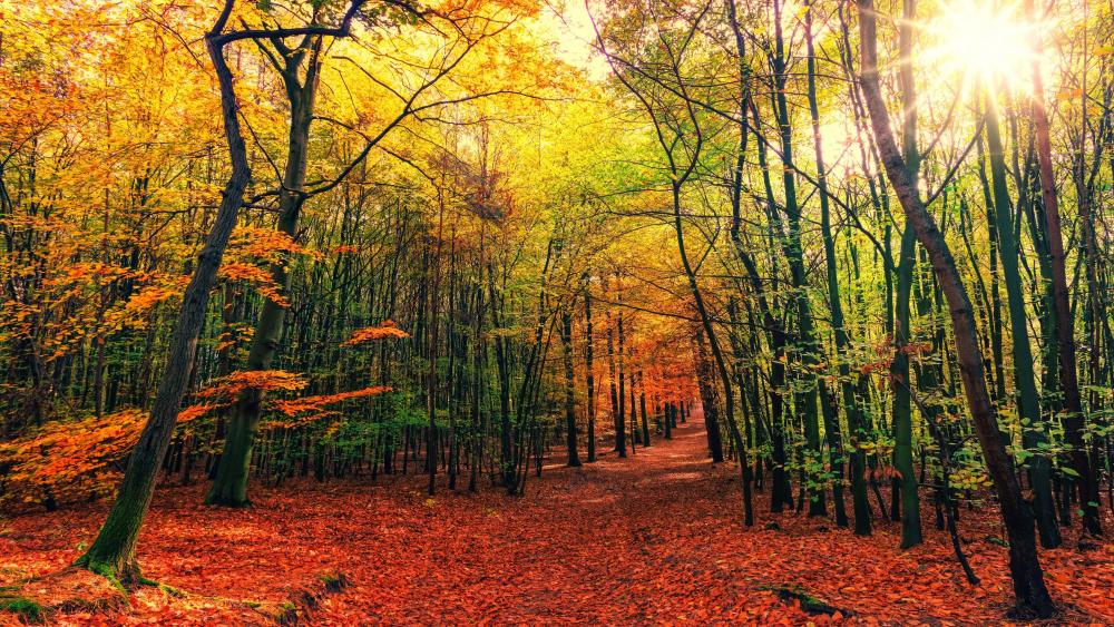 Forest trail at fall wallpaper