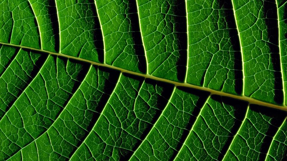 Veins in a leaf wallpaper
