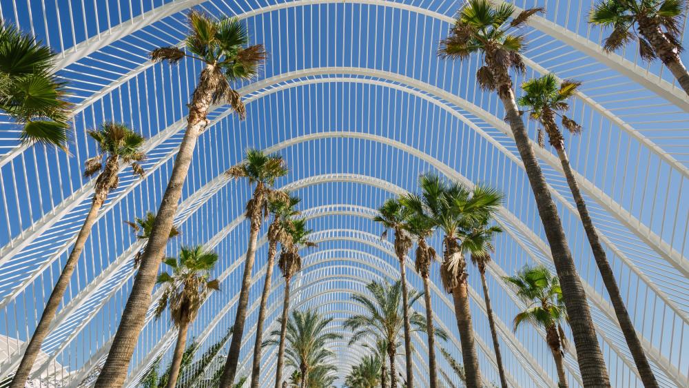 Palm Trees in Valencia wallpaper