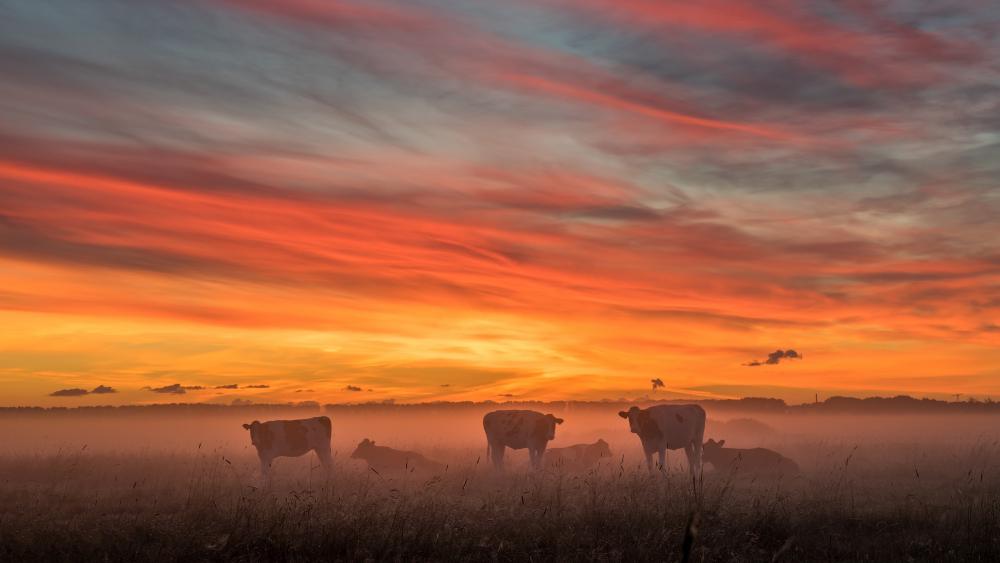 Cow herd in the morning fog wallpaper