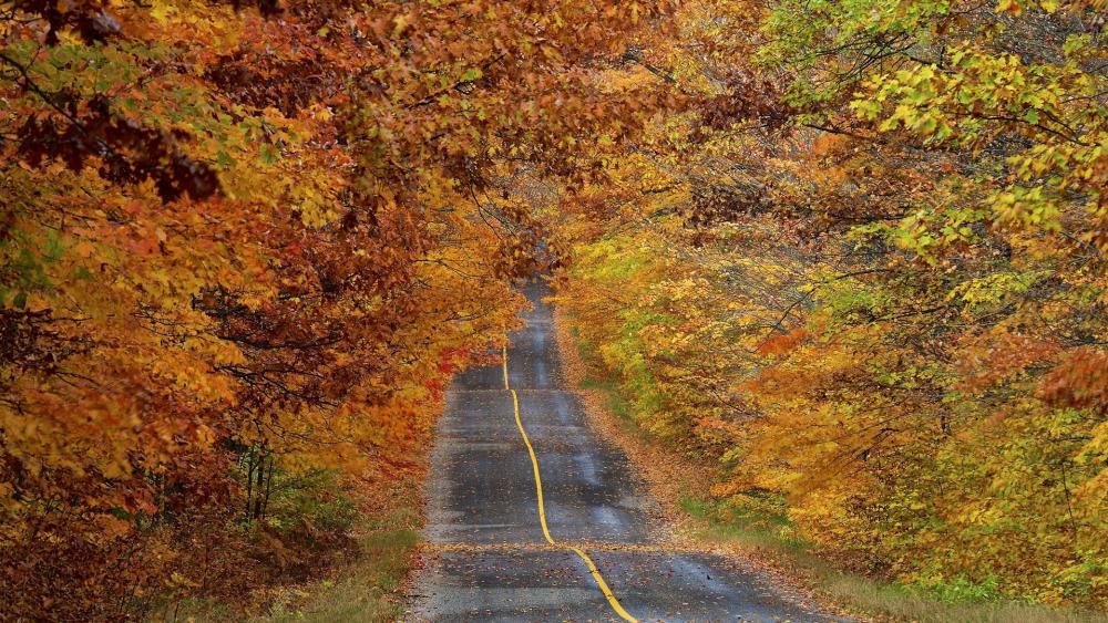 Road under the fall foliage wallpaper
