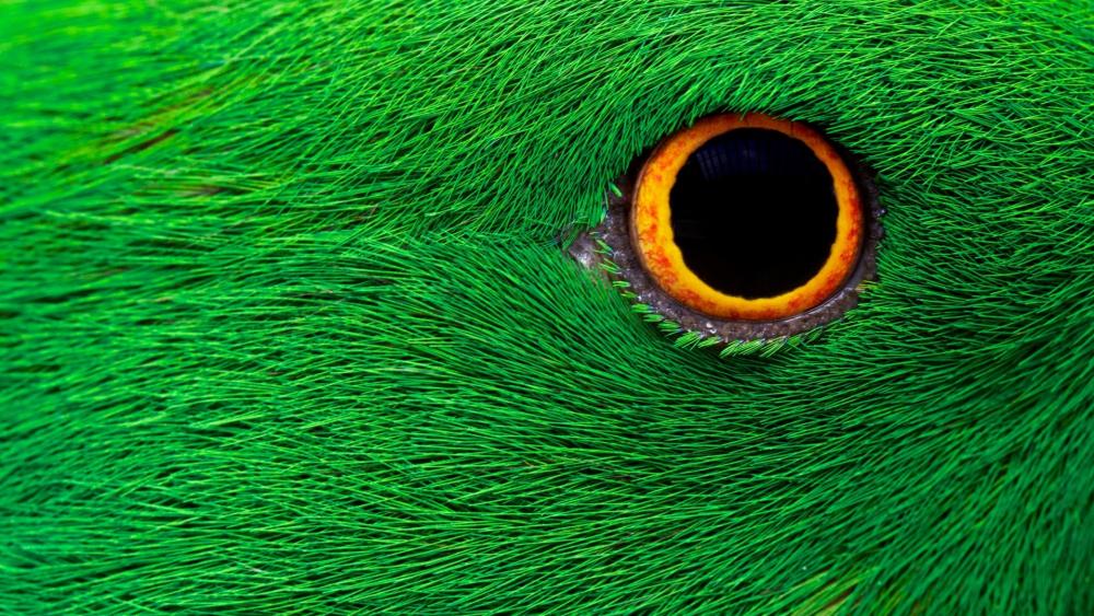 Bird eye wallpaper