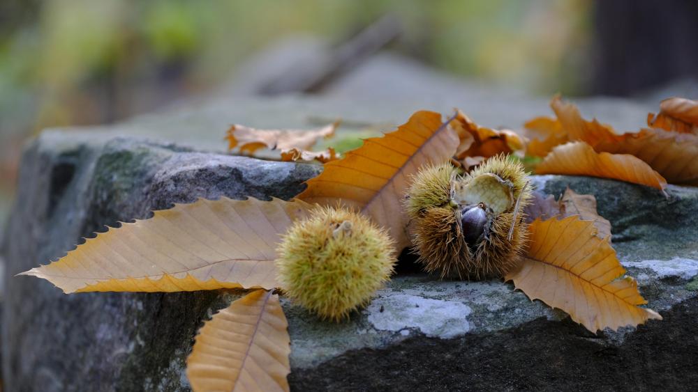 Chestnuts and autumn leaves wallpaper