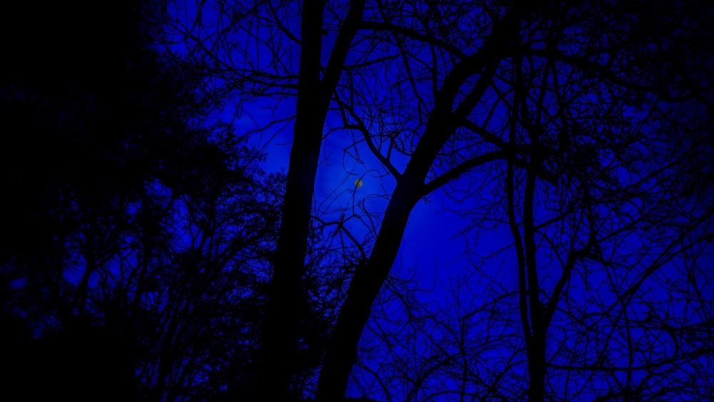Forest at night time wallpaper