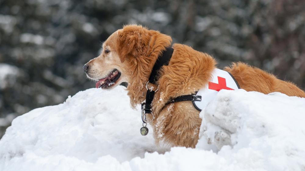 Golden Retriever rescue dog wallpaper