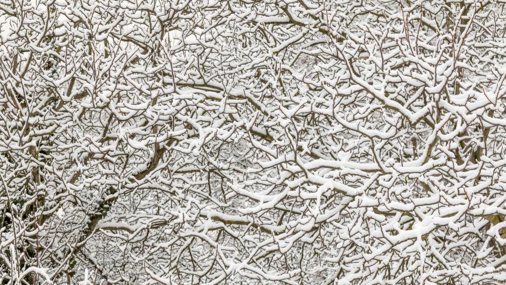 Snowy branches wallpaper