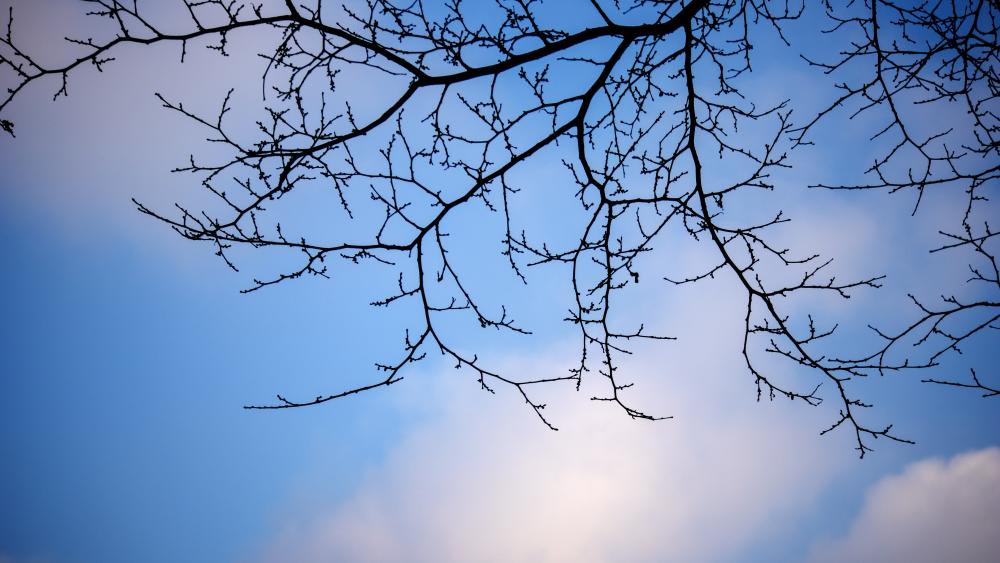 Sky among the branches wallpaper