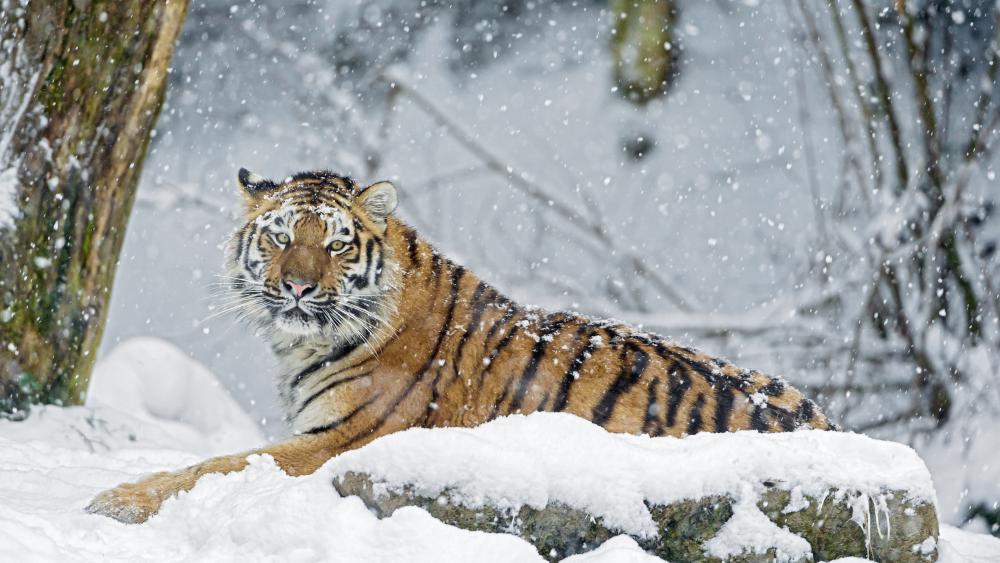 Siberian Tiger in the snowfall wallpaper
