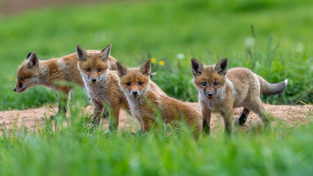 Cute fox cubs wallpaper