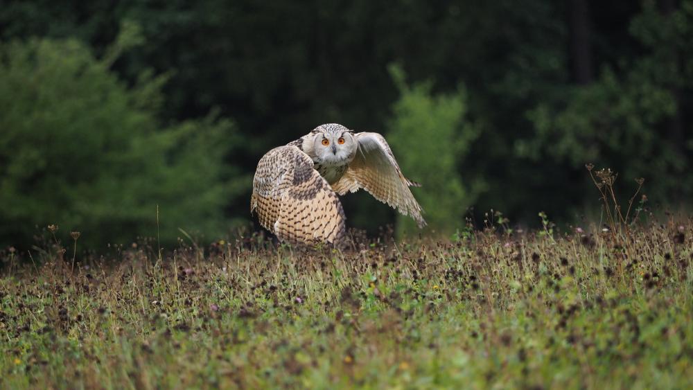 Flying owl in the meadow wallpaper