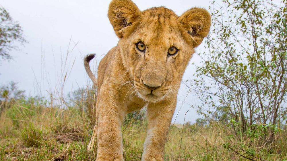 Lion cub wallpaper