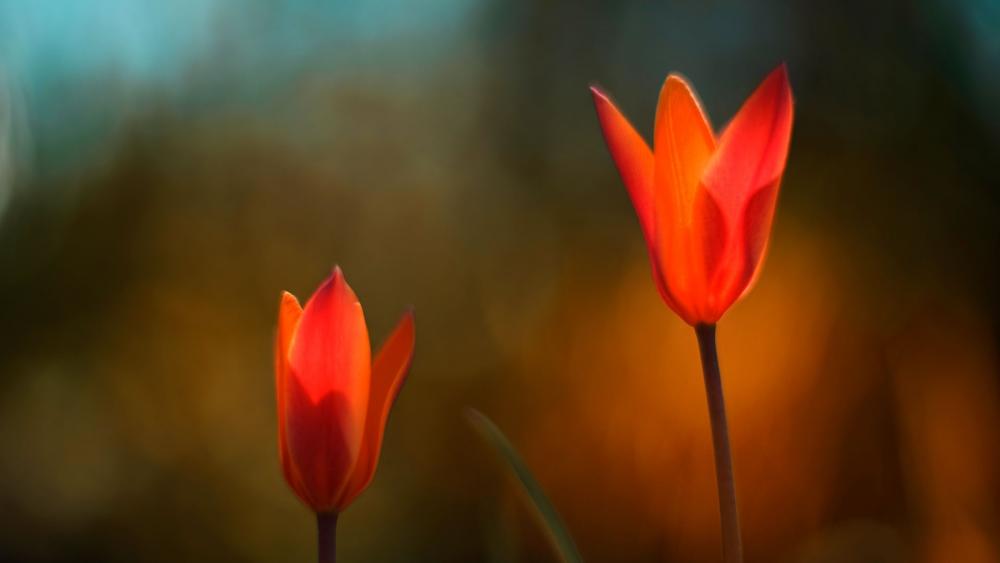 Blurred red tulips wallpaper