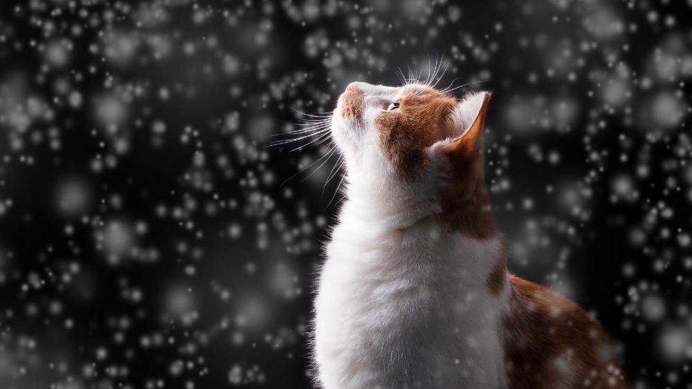 Cat in the snowfall wallpaper