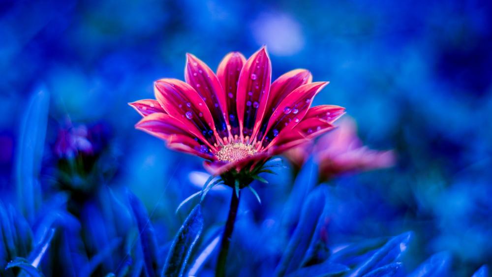 Blurred red flower with dew drops wallpaper