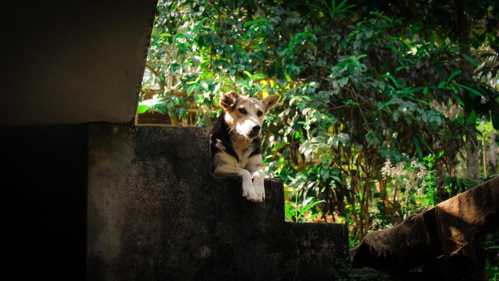 Dog on stairs wallpaper