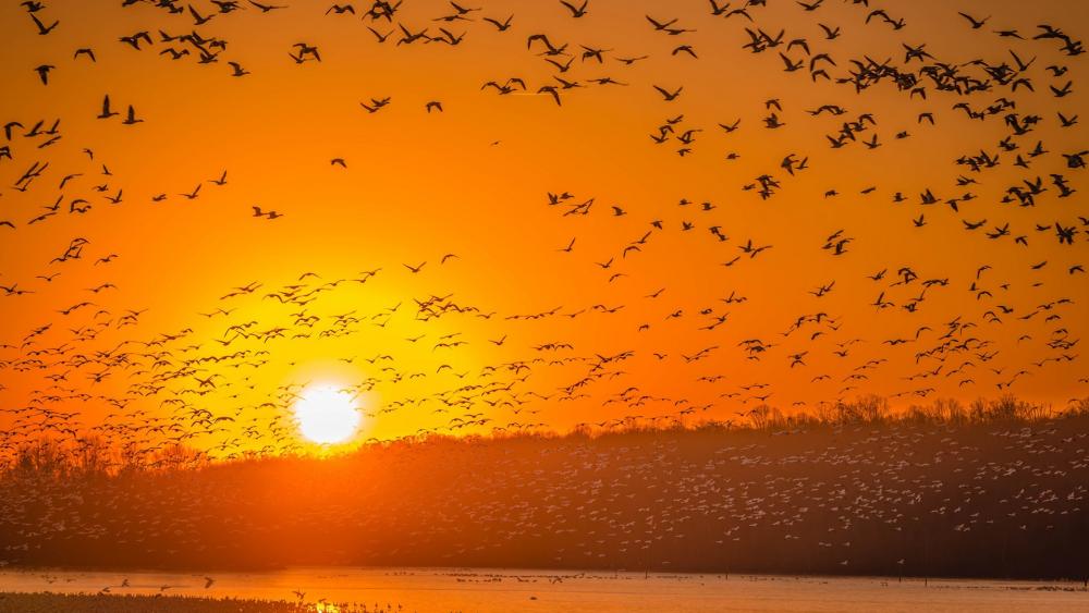 Birds in the orange sunset wallpaper