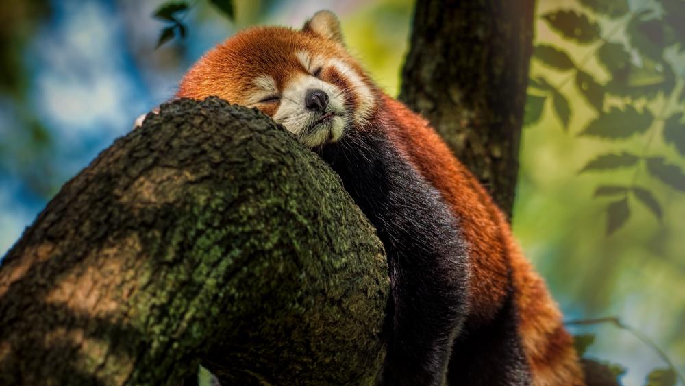 Sleeping Red Panda wallpaper