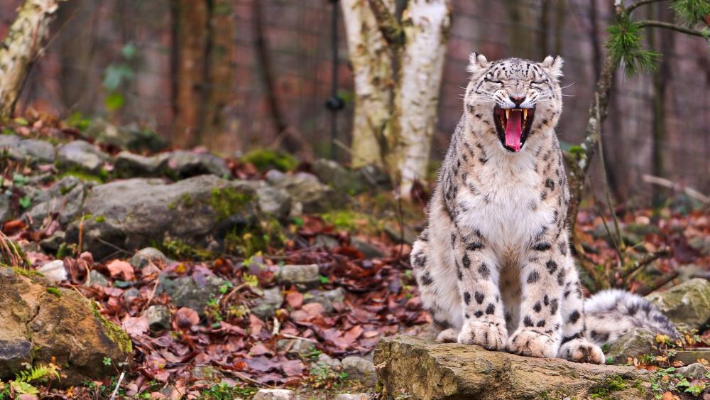 Yawning Snow Leopard wallpaper