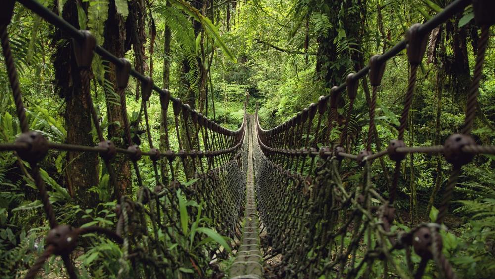 Suspension bridge in the jungle wallpaper