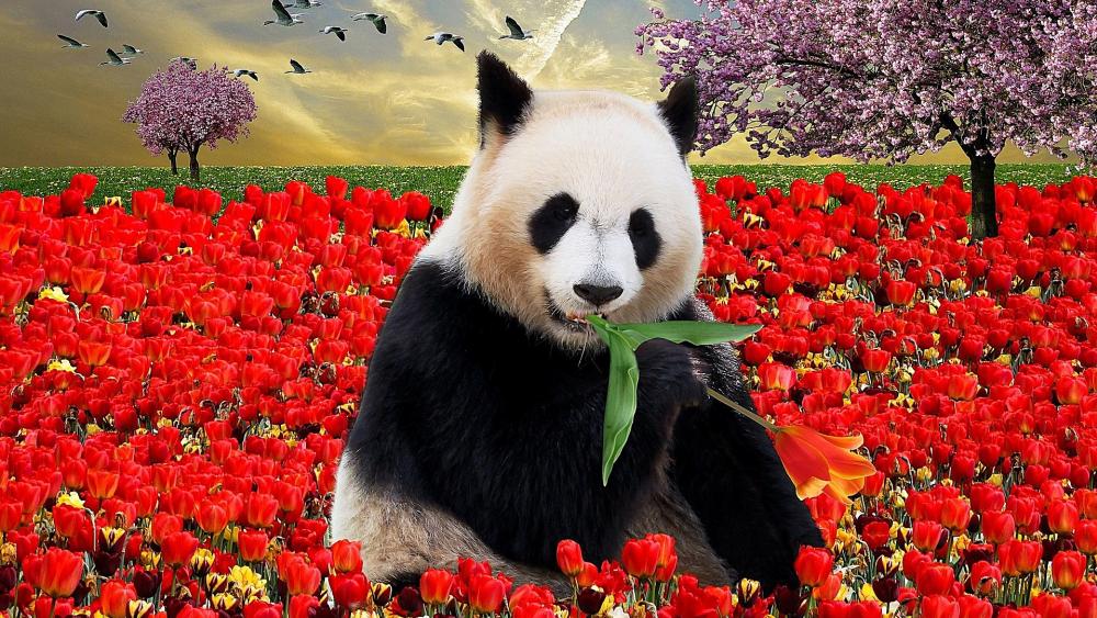 Panda and red tulips wallpaper