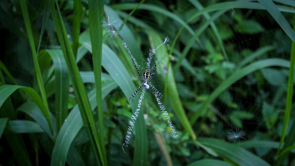 Gloden orb weaver spider wallpaper