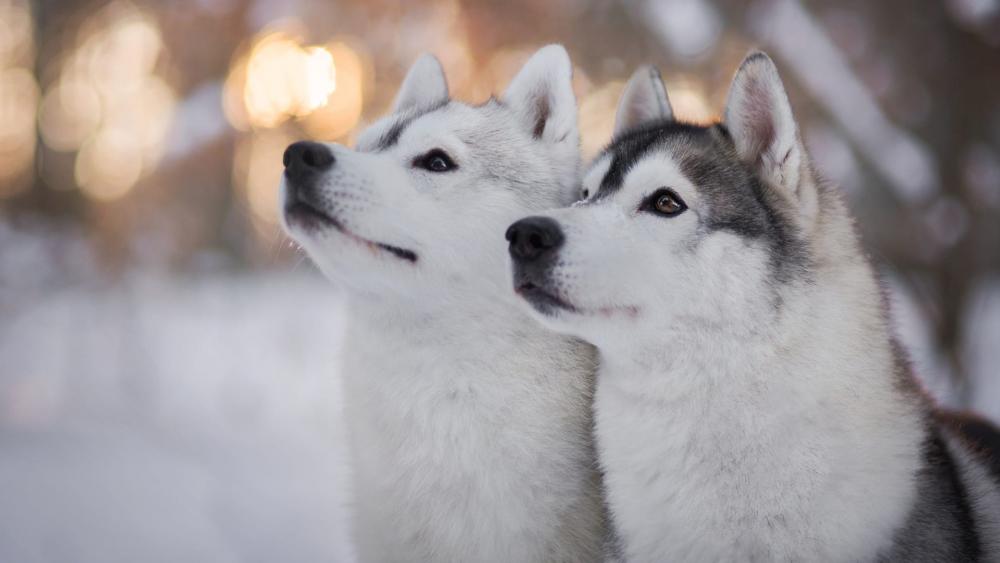 Eskimo Dogs wallpaper