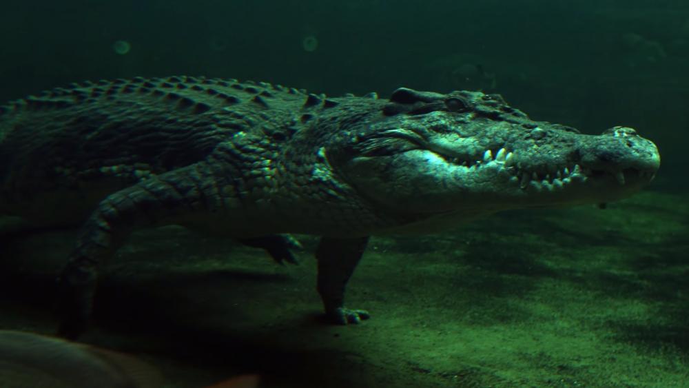 Mysterious Underwater Crocodile Scene wallpaper