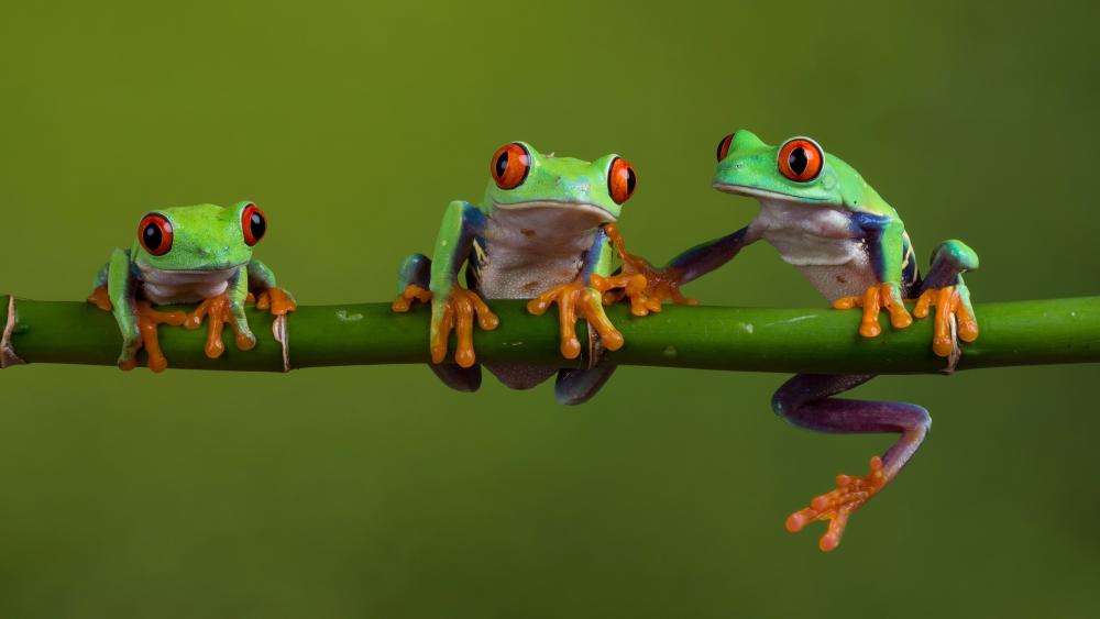 Red-Eyed Tree Frogs wallpaper